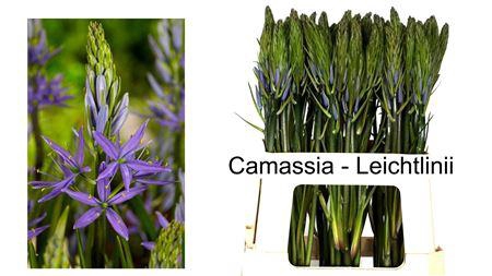 <h4>CAMASS LEI CAERULEA</h4>