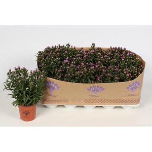 Aster Showmakers Baby Pink
