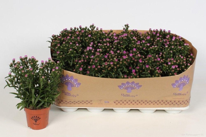 <h4>Aster Showmakers Baby Pink</h4>