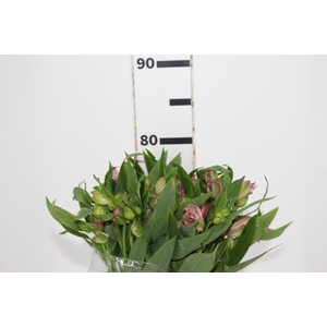 ALSTROEMERIA TAHITI 080 CM
