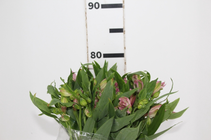 <h4>ALSTROEMERIA TAHITI 080 CM</h4>