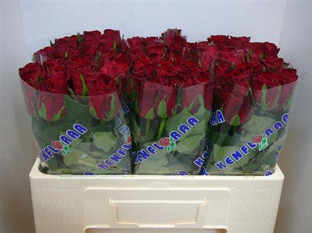 <h4>R Gr Madam Red</h4>