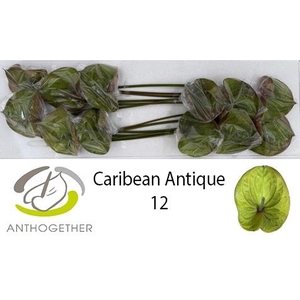 ANTH A CARIBEAN ANTI