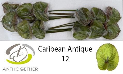 <h4>ANTH A CARIBEAN ANTI</h4>
