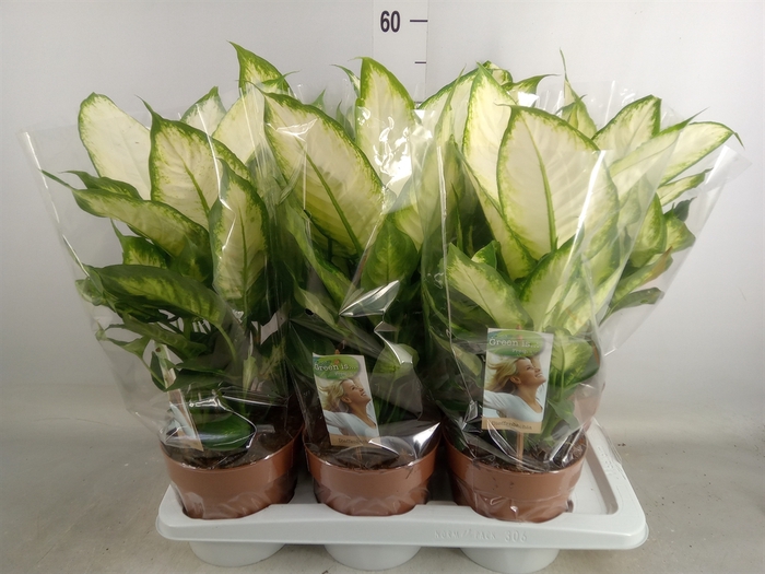 <h4>Dieffenbachia  'Camilla'</h4>