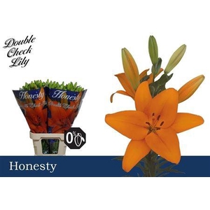 Li La Honesty