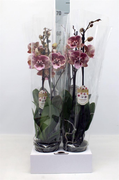 <h4>Phalaenopsis   ...red</h4>