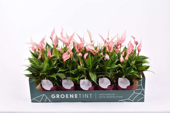 <h4>Anthurium andr. 'Lilli'</h4>