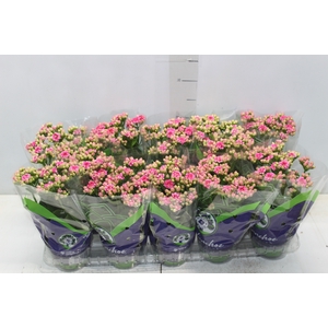 KALANCHOE DOBRADO P11 ROSA