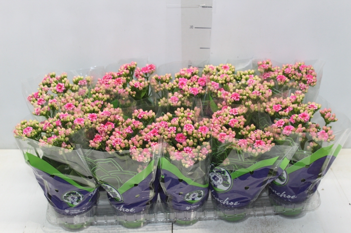 <h4>KALANCHOE DOBRADO P11 ROSA</h4>