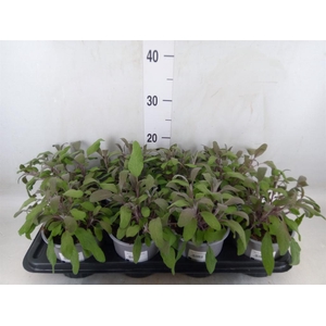 Salvia officinalis 'Purpurascens'