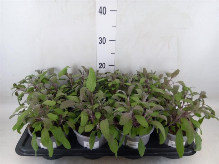 <h4>Salvia officinalis 'Purpurascens'</h4>