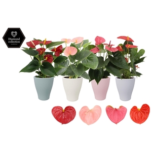 Anthurium 9 cm 4 color mix in Carly spring ceramics