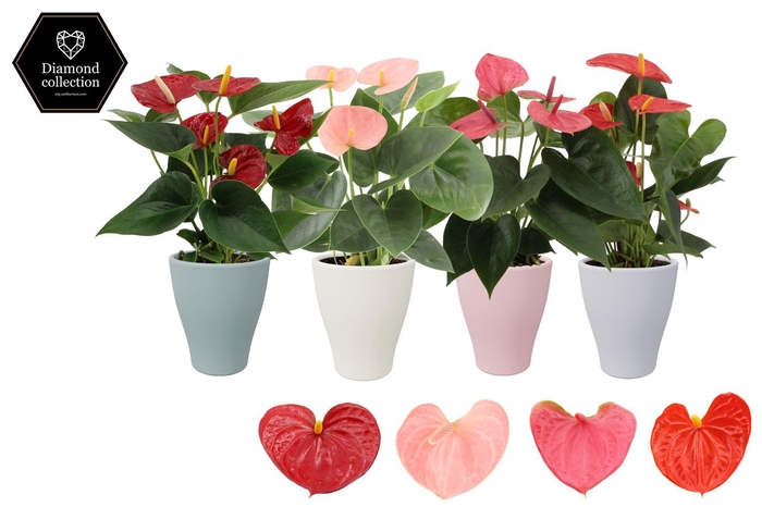 <h4>Anthurium 9 cm 4 color mix in Carly spring ceramics</h4>
