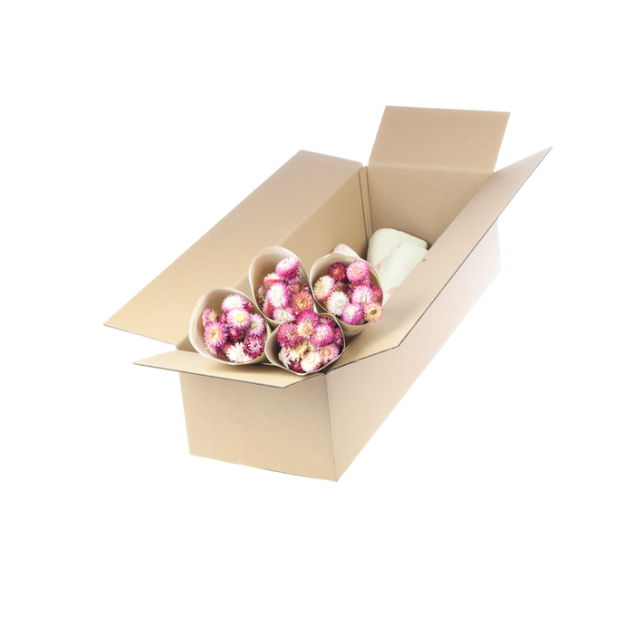 <h4>Helichrysum nat. pink</h4>