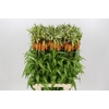 Fritillaria Imperialis Orange Sweet