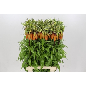 Fritillaria Imperialis Orange Sweet