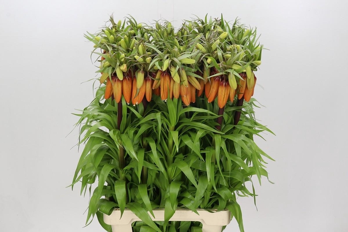<h4>Fritillaria Imperialis Orange Sweet</h4>