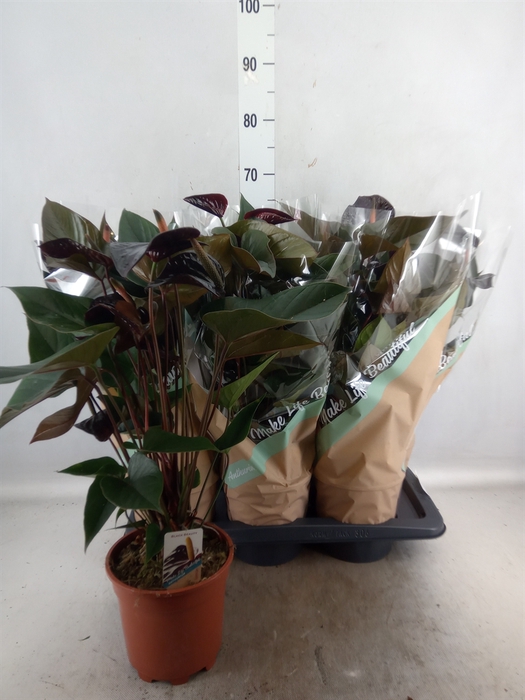 <h4>Anthurium andr. 'Beauty Black'</h4>