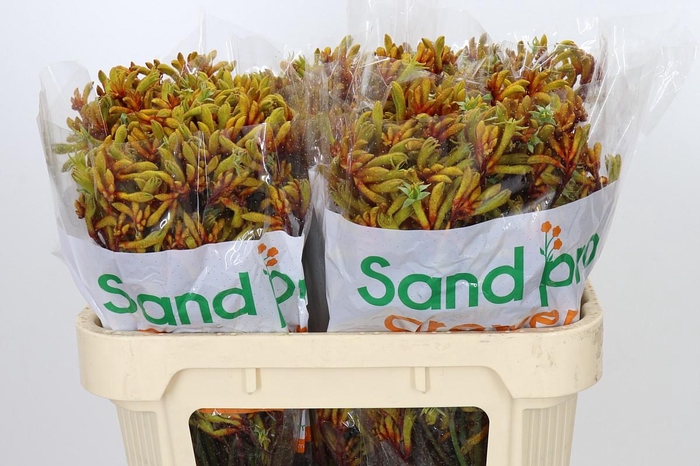 <h4>Anigozanthos Gold Fever</h4>
