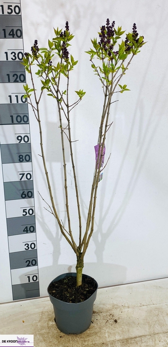 <h4>SYRI VULGARIS</h4>