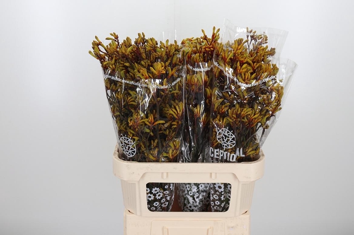 <h4>Anigoz Gold Fever</h4>