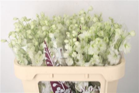 <h4>Delph El Dewi Impressive White</h4>