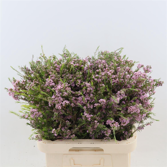 <h4>Chamelaucium uncinatum 'Hili'</h4>