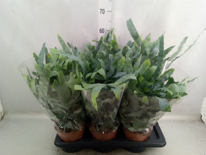 <h4>Phlebodium aureum 'Blue Star'</h4>