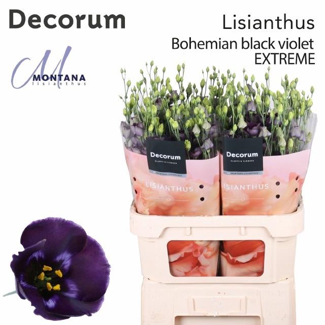 <h4>EUS E BOHEMI BLK VIO</h4>