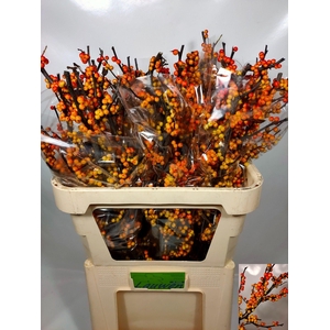 ILEX VE MAG CRESGOLD