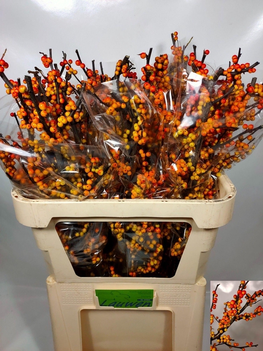 <h4>ILEX VE MAG CRESGOLD</h4>