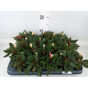 Peperomia caperata 'Rosso'