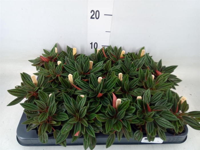 <h4>Peperomia caperata 'Rosso'</h4>