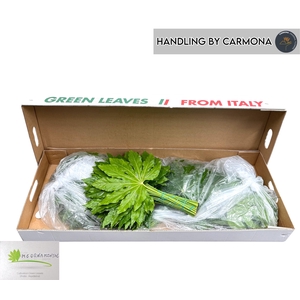 FATSIA JAPONICA BLAD