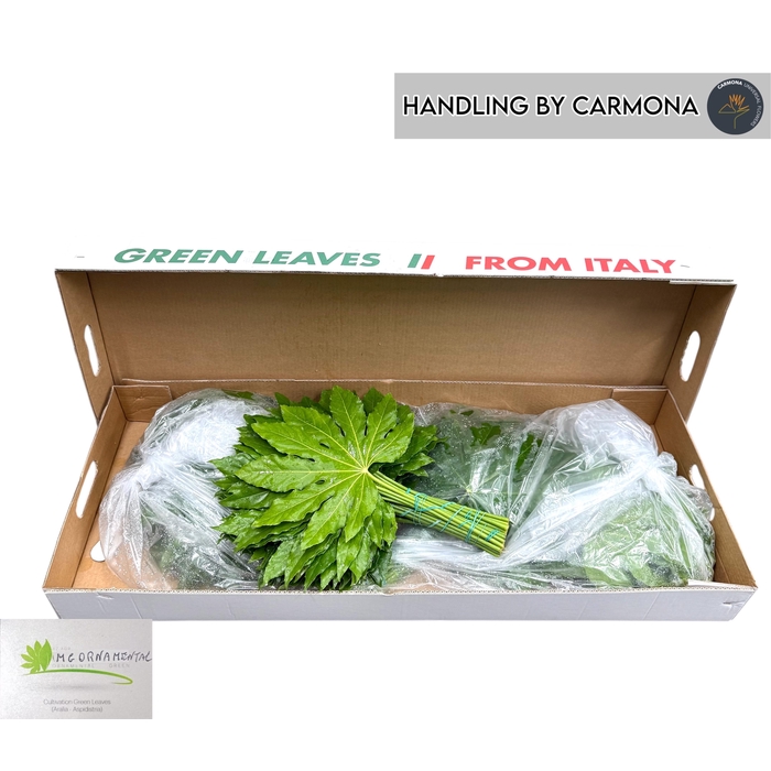 <h4>FATSIA JAPONICA BLAD</h4>