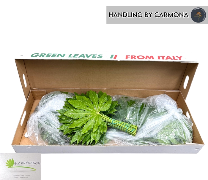 <h4>FATSIA JAPONICA BLAD</h4>