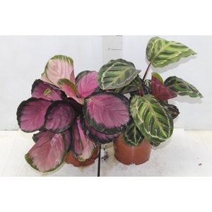 CALATHEA P17 VARIADO