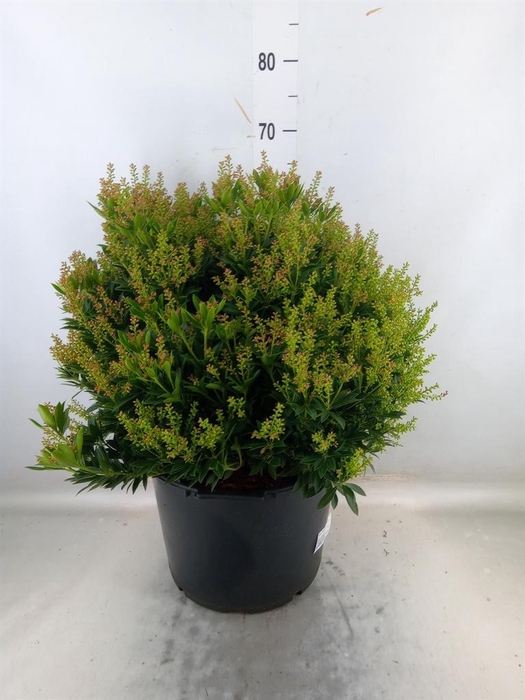 <h4>Pieris japonica 'Prelude'</h4>