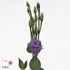 EUS G CROMA LAVENDER