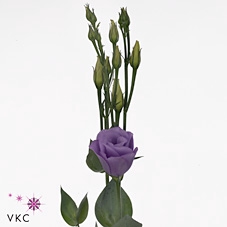 EUS G CROMA LAVENDER
