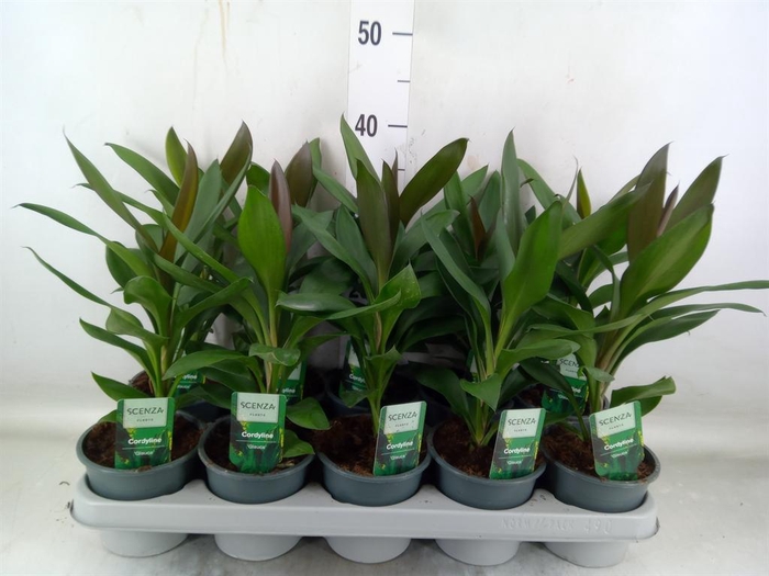 <h4>Cordyline  'Glauca'</h4>