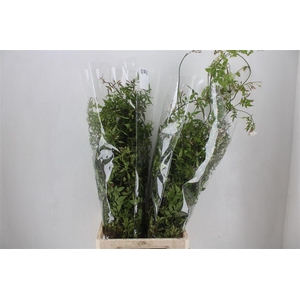 Jasmijn Ranken P Bunch