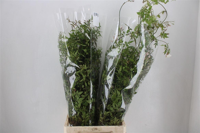 <h4>Jasmijn Ranken P Bunch</h4>