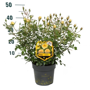 Rosa 'Yellow' - Struik - P17 - Bijenweelde