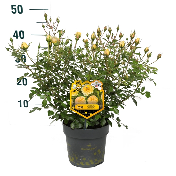 <h4>Rosa 'Yellow' - Struik - P17 - Bijenweelde</h4>