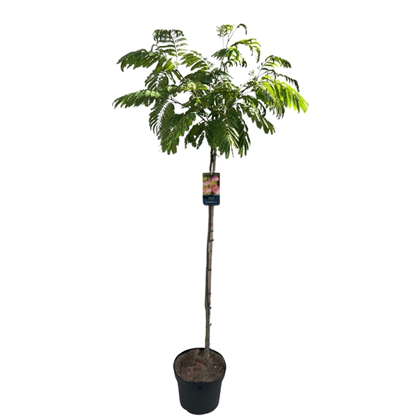 <h4>Albizia 'Umbrella' Stam 120 cm</h4>