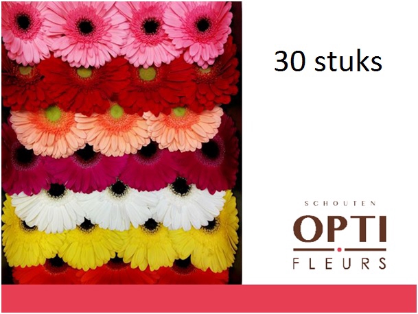 <h4>GE GR OP RIJ GEMENGD-Doosx30</h4>