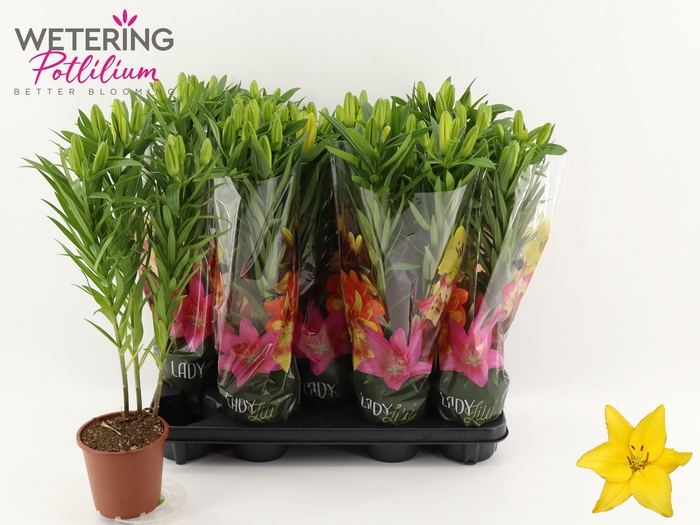 <h4>LIL AS TINY RANGER</h4>