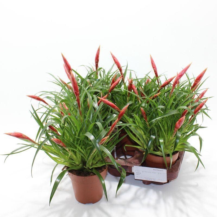 <h4>VRIES ASTRID</h4>